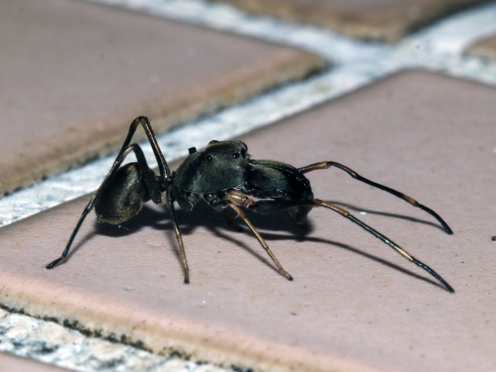 Iplusmile 3 Ensembles Boîte D'élevage D'araignées Sauteuses Cage Araignée Sauteuse Enclos Pour Reptiles Accessoires Pour Enclos D'araignées Sauteuses Acrylique Un Verre Boîte à Insectes